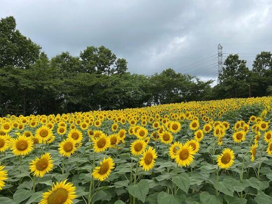 2024年茨城県　子連れひまわりスポット　奥日立きららの里　